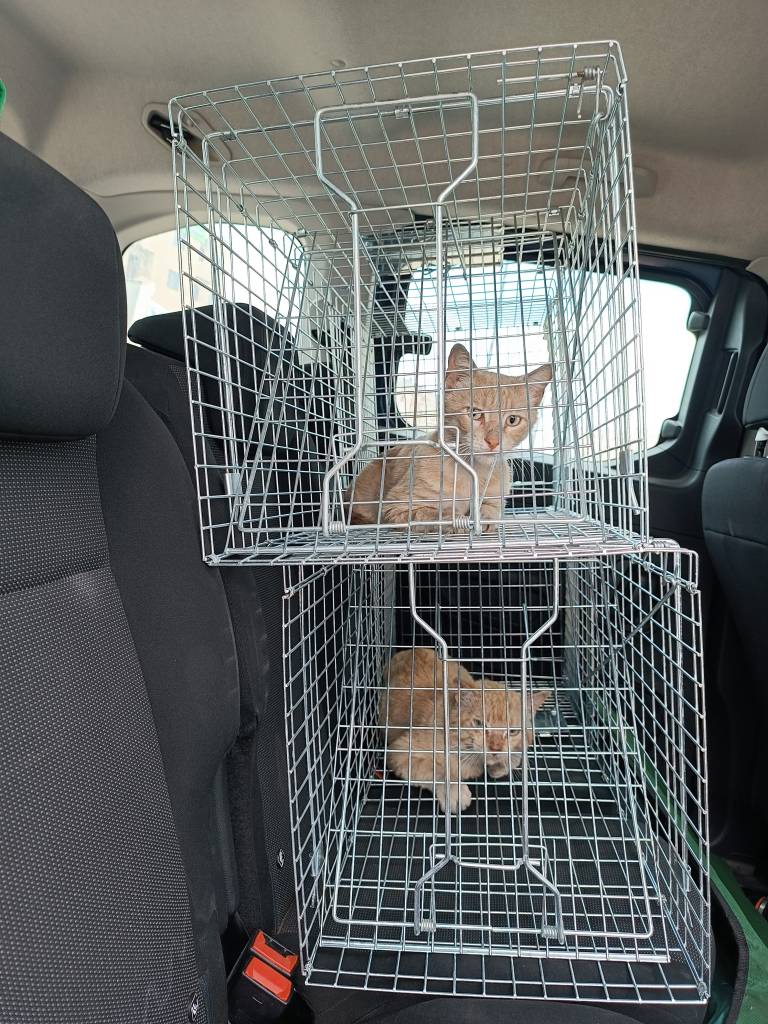 capture des chats errants à Casablanca